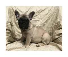 Adorable French bulldog puppy 8 weeks old $ 2000