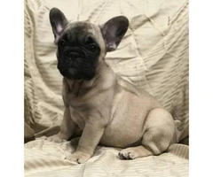 Adorable French bulldog puppy 8 weeks old $ 2000 - 2