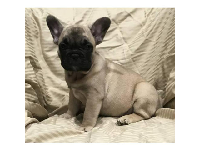 Adorable French bulldog puppy 8 weeks old 2000 in