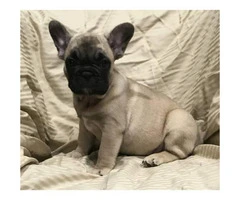 Adorable French bulldog puppy 8 weeks old $ 2000 - 3