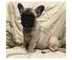Adorable French bulldog puppy 8 weeks old $ 2000 - 4