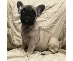 Adorable French bulldog puppy 8 weeks old $ 2000 - 5