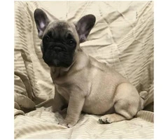 Adorable French bulldog puppy 8 weeks old $ 2000 - 6