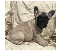 Adorable French bulldog puppy 8 weeks old $ 2000 - 7