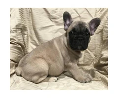 Adorable French bulldog puppy 8 weeks old $ 2000 - 8