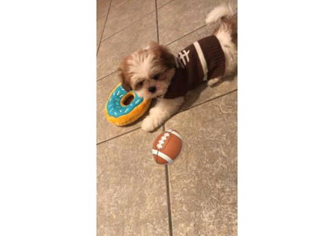 Adorable male puppy shih tzu looking for a good & safe home