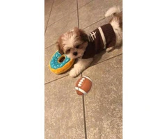 Adorable male puppy shih tzu looking for a good & safe home