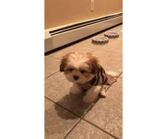 Adorable male puppy shih tzu looking for a good & safe home - 2