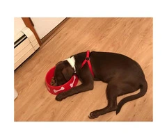 7 month old beautiful chocolate lab mix for sale - 2
