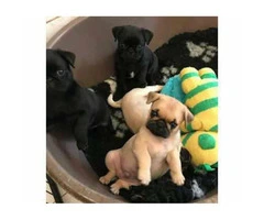 Sweet AKC registered pug puppy