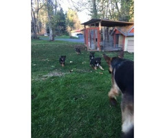 German shepherd puppies ready for a christmas present - 5
