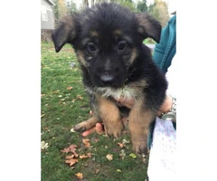German shepherd puppies ready for a christmas present - 6