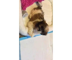 2 months old Shih Tzu Female Puppy - 4