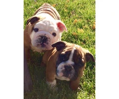 5 English Bulldog Puppies $2300 - 1