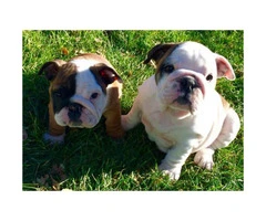 5 English Bulldog Puppies $2300 - 2