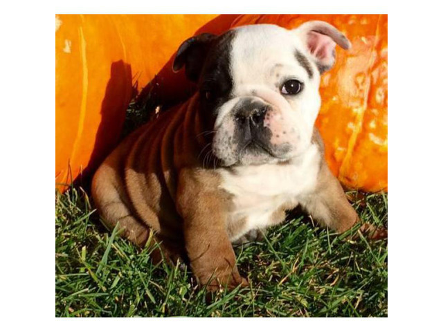 5 English Bulldog Puppies 2300 in , Wyoming Capital