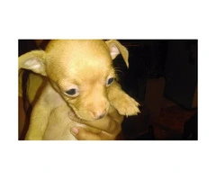 3 Chihuahua puppies to rehome