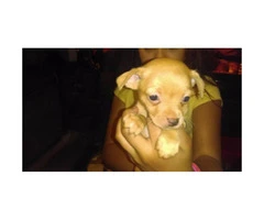3 Chihuahua puppies to rehome - 3