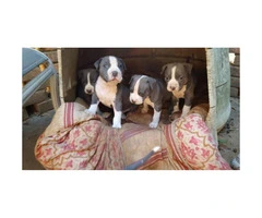 UKC Registered Blue Pitbull Puppies