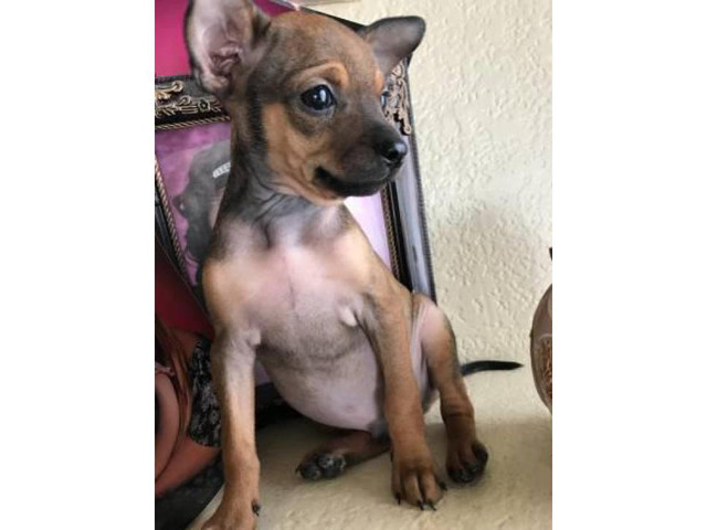 miniature teacup chihuahua for sale