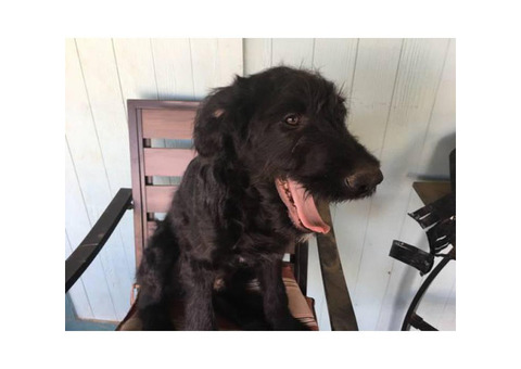 4 month old male Labradoodle puppy