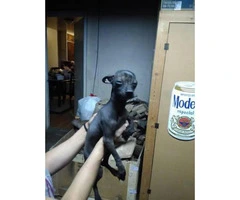 8 Months old Male Hairless Chihuahua - 2