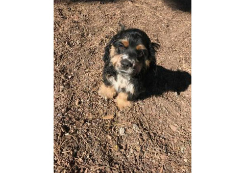 4 month old pure bred male Cocker Spaniel puppy