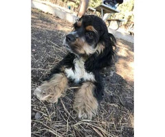 4 month old pure bred male Cocker Spaniel puppy