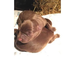 Akc American chocolate lab 8 puppies