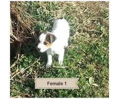 9 weeks old Jack Russell puppies - 4