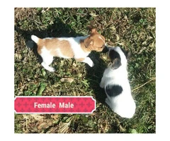 9 weeks old Jack Russell puppies - 7