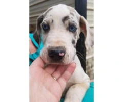 Great Dane Puppies with lifetime breeder support - 2
