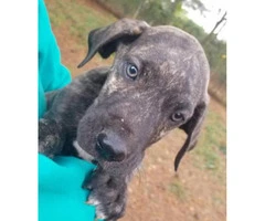 Great Dane Puppies with lifetime breeder support - 4