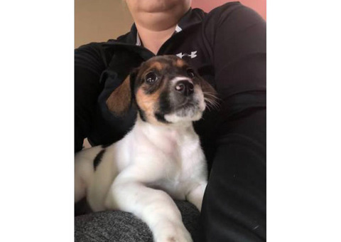 Beautiful Fox Terrier female puppy ready for her new home