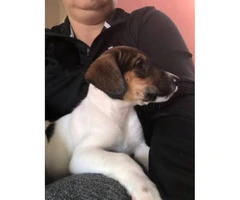Beautiful Fox Terrier female puppy ready for her new home - 2