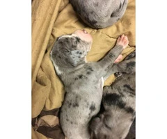 2 Merle Great Dane puppies Both Males - 4