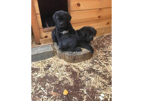 Adorable Cane Corso puppies available to go
