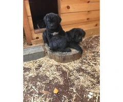 Adorable Cane Corso puppies available to go