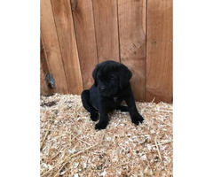 Adorable Cane Corso Puppies Available To Go In Seattle