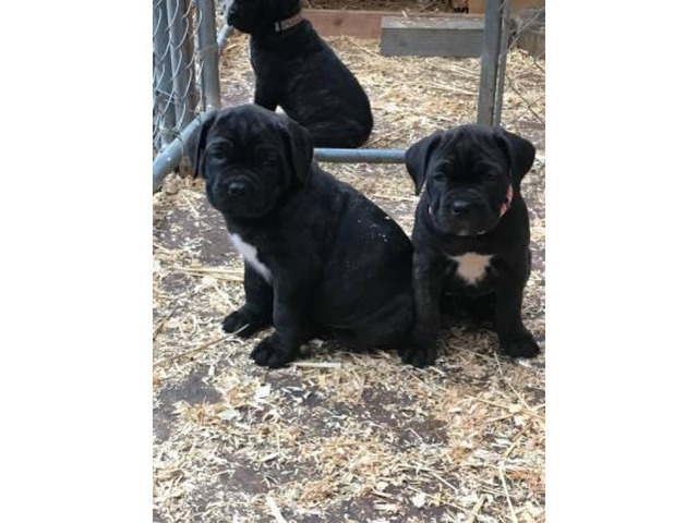 Adorable Cane Corso puppies available to go in Seattle
