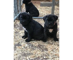 Adorable Cane Corso puppies available to go - 5