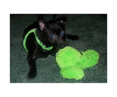 2  male black white Pomeranian Chihuahua mix puppies for adopt - 2