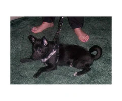 2  male black white Pomeranian Chihuahua mix puppies for adopt - 5