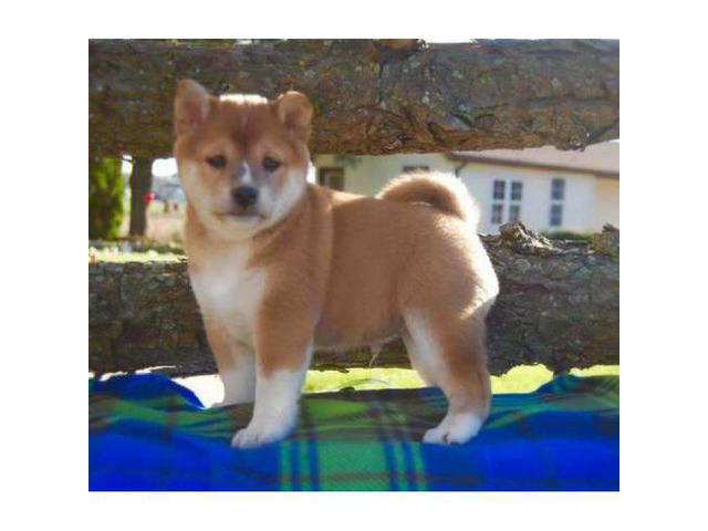 Shiba Inu Puppies For Sale Comes With A Genetic Health