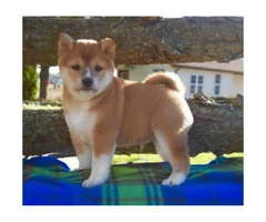 Shiba Inu puppies for sale comes with a genetic health guarantee - 1