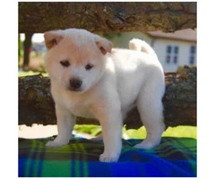 Shiba Inu puppies for sale comes with a genetic health guarantee - 2