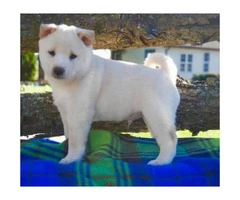 Shiba Inu puppies for sale comes with a genetic health guarantee - 3