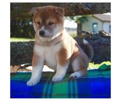 Shiba Inu puppies for sale comes with a genetic health guarantee - 4