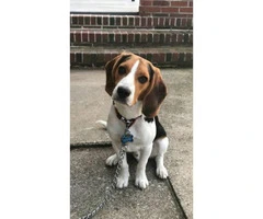 8 months old male Beagle puppy with AKC Certified $700