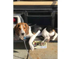 8 months old male Beagle puppy with AKC Certified $700 - 2